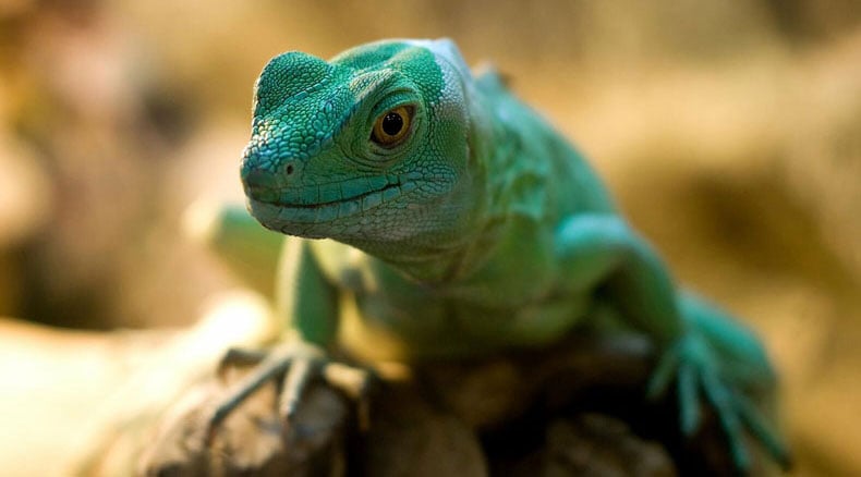 Zoo Animal Welfare - Lizard