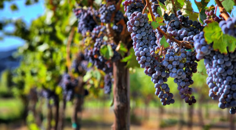 Vineyard Operation