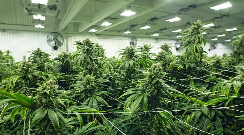 Cannabis growing facility