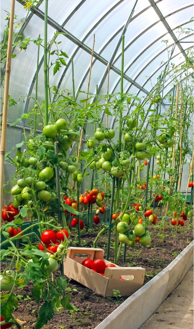 Temp Controlled Greenhouses Deflect the Negative Effects of Cold Weather