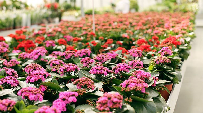 Spring maintenance tasks for greenhouses